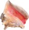 Conch Shell Horn 1 Conch Shell Horn Seashell 6-7" for Home and Decor